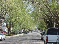 street lined with trees